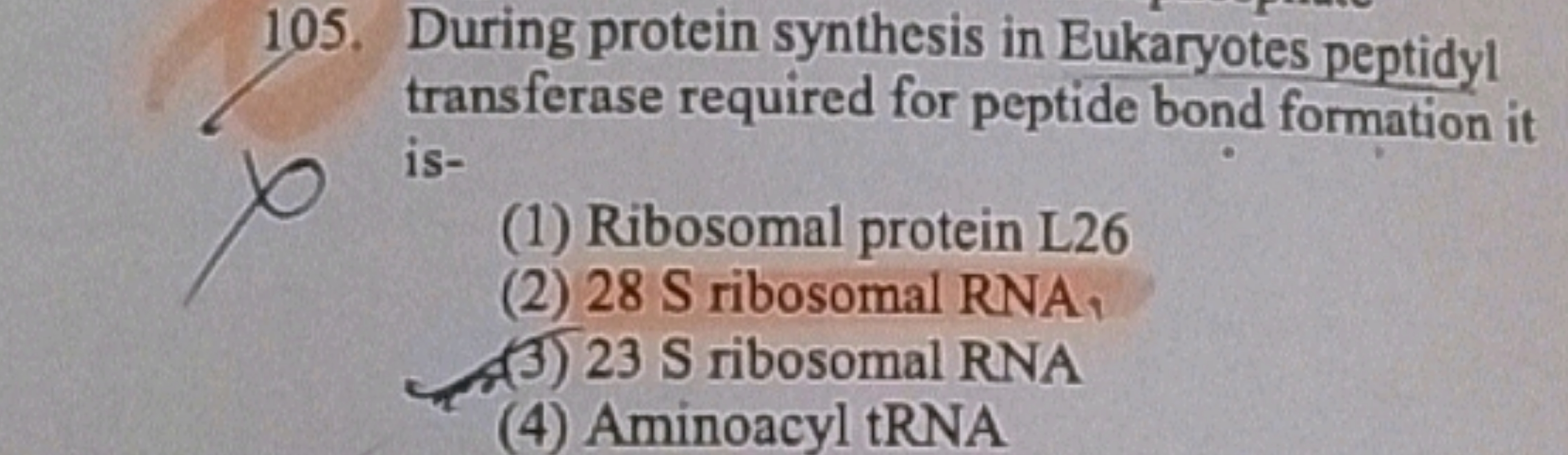 During protein synthesis in Eukaryotes peptidyl transferase required f