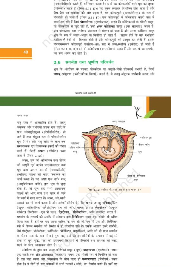 (ब्लास्येमीयसं) कहते हैं, की रचना करता है। 8 से 16 कोरकखंडों वाले प्रू