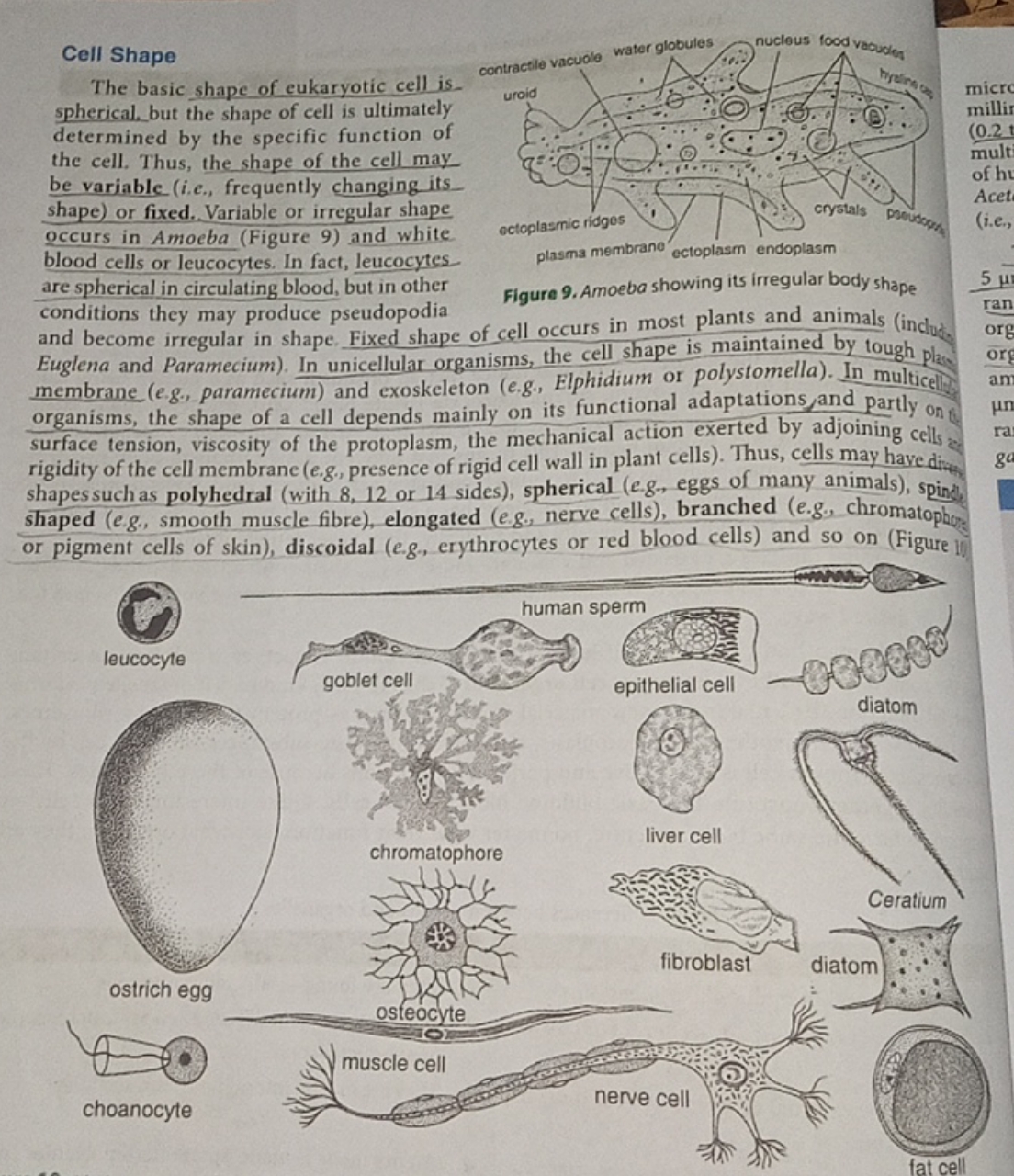 Cell Shape
The basic shape of eukaryotic cell is. spherical, but the s