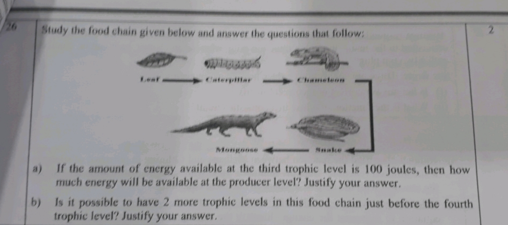 26 Study the food chain given below and answer the questions that foll
