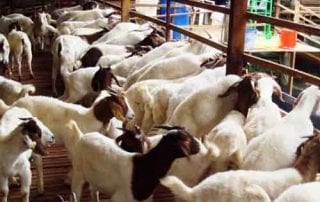 Jelang Hari Raya Idul Adha, Berapa Perkiraan Harga Hewan Qurban Sapi Limosin dan Kambing - Finansialku 02