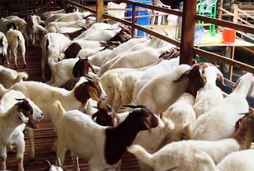 Harumnya Bisnis Ternak Kambing Yang Menguntungkan