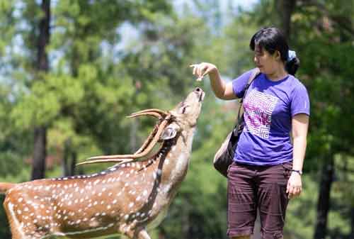 Wisata Bogor - 5 Penangkaran Rusa Giri Jaya Cariu Bogor - Finansialku