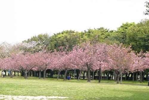 Wisata Bogor - 6 Taman Sakura, Kebun Raya Cibodas - Finansialku Wisata Bogor - 6 Taman Sakura, Kebun Raya Cibodas - Finansialku