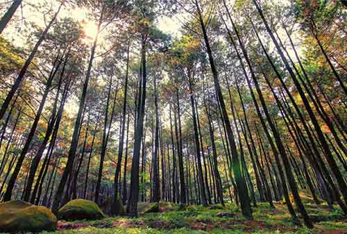 Wisata Bogor - 7 Gunung Pancar - Finansialku