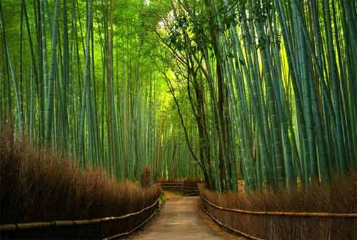 Tempat Wisata Surabaya - Hutan Bambu