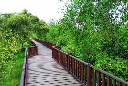 Tempat Wisata Surabaya - Taman Mangrove Wonorejo