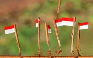 4 Alasan Mengapa Kita Harus Belajar Kehidupan dari Semut-semut Kecil 01 - Finansialku