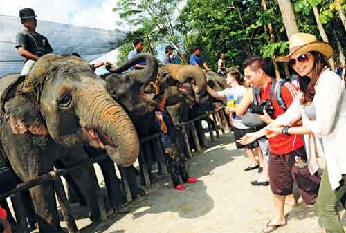 Tempat Wisata di Malaysia 26 Kuala Gandah Elephant Orphanage Sanctuary - Finansialku