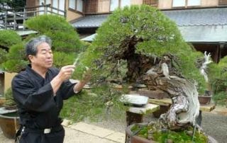 10 Pohon Bonsai Termahal di Dunia yang Indah, Unik dan Langka 01 - Finansialku