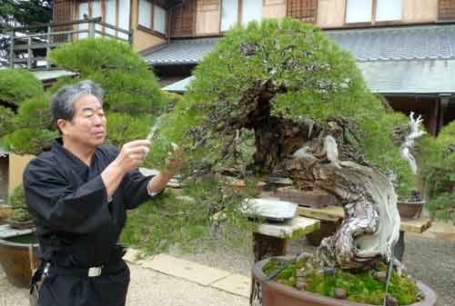 10 Pohon Bonsai Termahal Di Dunia Yang Indah Unik Dan Langka