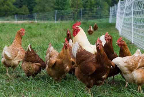 Bakal Diserbu Ayam Brazil, Gimana Nasib Emiten Poultry Indonesia?