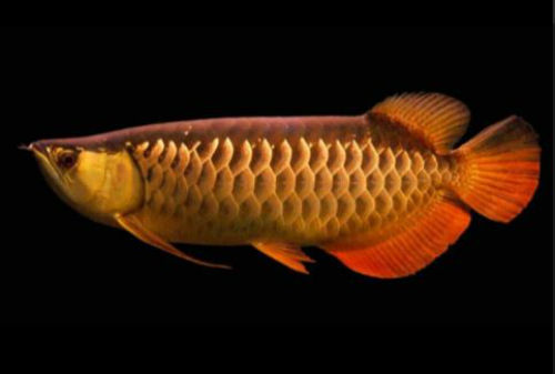 Harga Ikan Arwana 06 Arwana Red Tail Golden - Finansialku