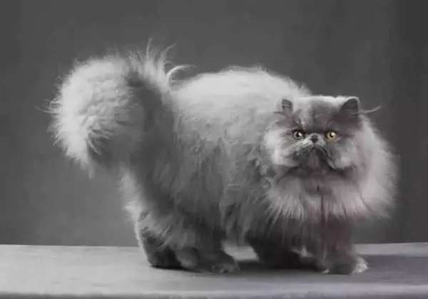 kucing termahal_Persian Cat