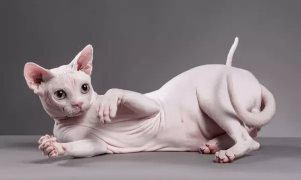 kucing termahal_Sphynx Cat