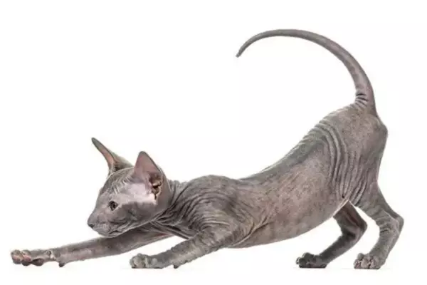 kucing termahal_Peterbald