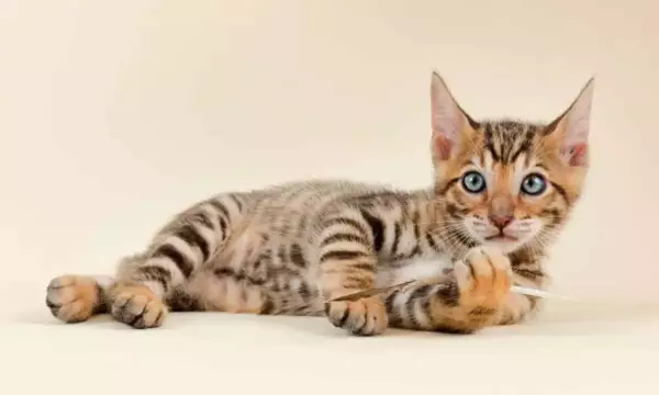 kucing termahal_Toyger