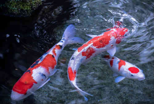 jenis ikan koi termahal