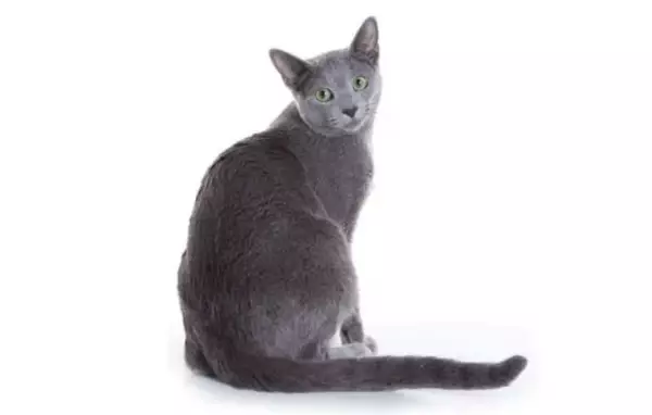 kucing termahal_Russian Blue