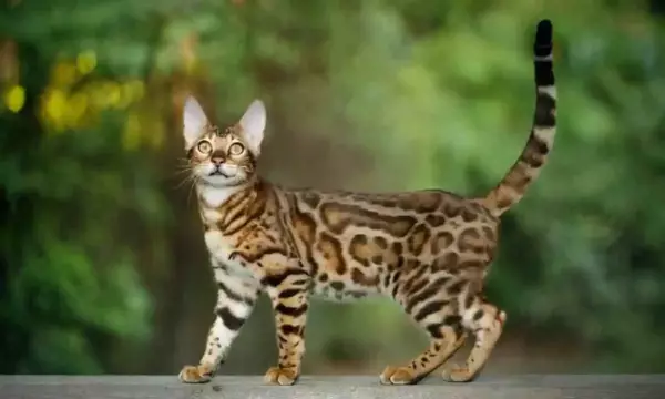 kucing termahal_Bengal Cat