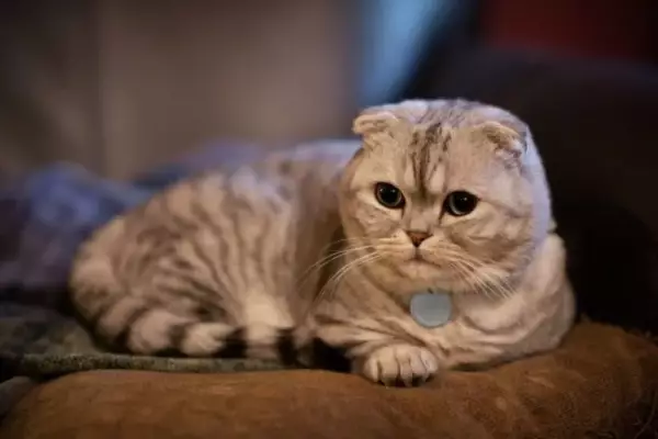 kucing termahal_Scottish Fold