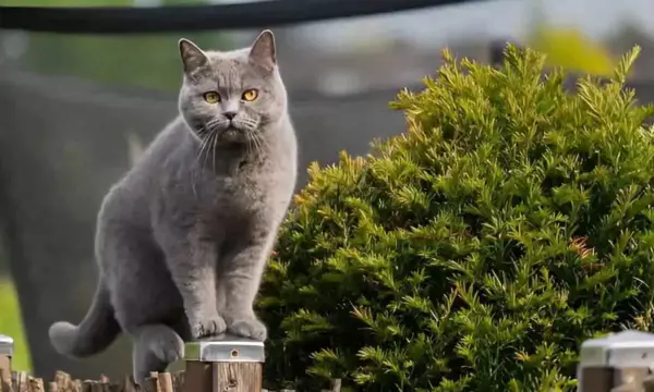 kucing termahal_British Shorthair