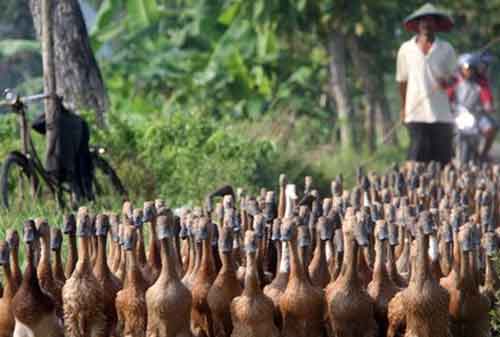 Budidaya Bebek Ini Cara Ternak Bebek Menggiurkan Bagi Pemula 02 Ternak Bebek 2 - Finansialku