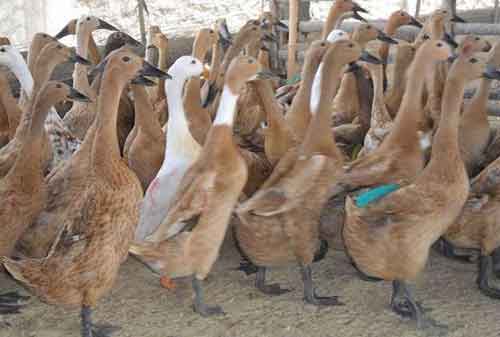 Budidaya Bebek Ini Cara Ternak Bebek Menggiurkan Bagi Pemula 03 Ternak Bebek 3 - Finansialku