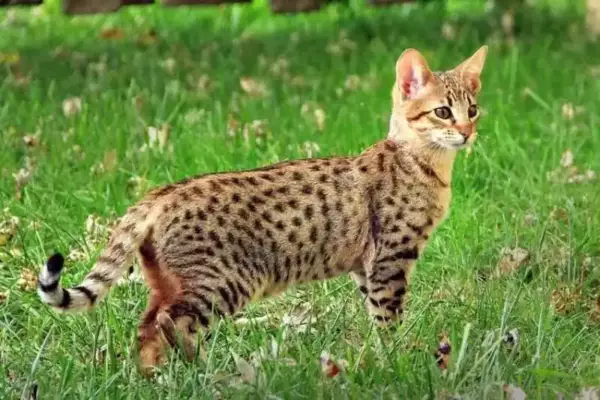 kucing termahal_Savannah Cat