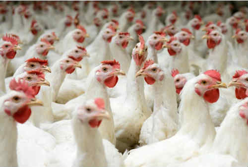 Memulai Bisnis Ternak Ayam Broiler 01 - Finansialku