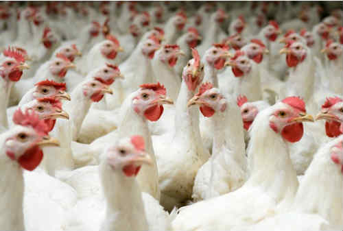 Begini Cara Berhasil Memulai Bisnis Ternak Ayam Broiler