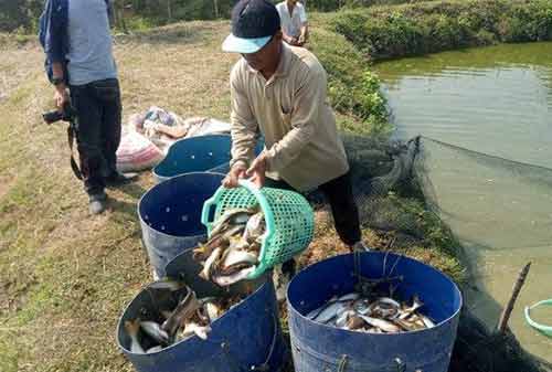 Budidaya Ikan Patin 04 - Finansialku