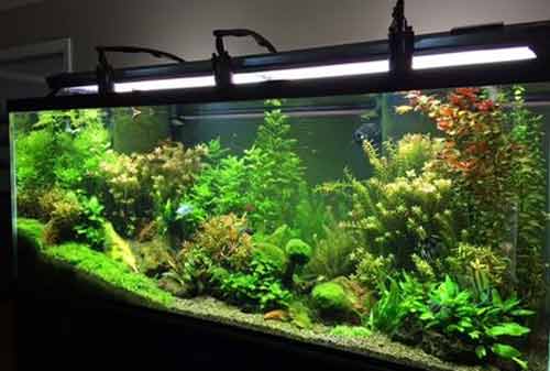 43 Desain Aquarium Air Tawar Minimalis HD Terbaik