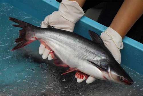 Cara Budidaya Ikan Patin Yang Menguntungkan Agar Cepat Panen