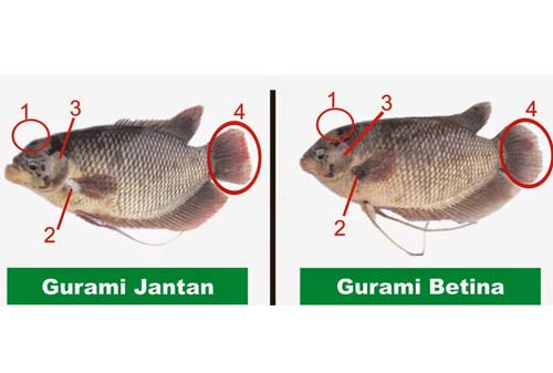 Budidaya Ikan Gurame 03 - Finansialku