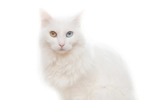 Kucing Anggora Informasi Harga, Ciri Fisik dan Cara Merawatnya