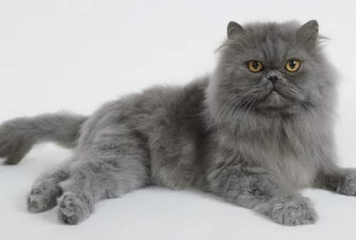 Cara Merawat Kucing Persia Supaya Tetap Sehat (Bonus_ Daftar Harga Kucing Persia) 08 - FInansialku