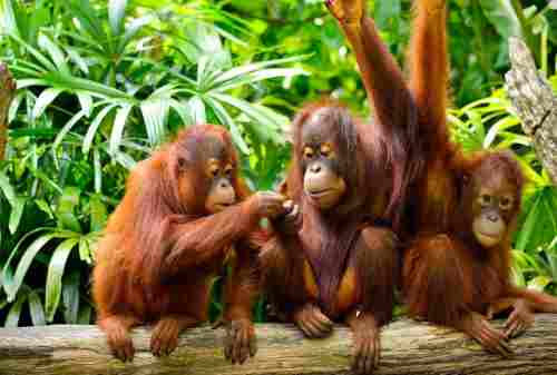 Save Orangutan!! Cara Mudah Donasi Online yang Bisa Kamu Lakukan 03