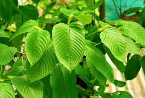 Dikecam Amerika, Berapa Sih Harga Daun Kratom_ 01