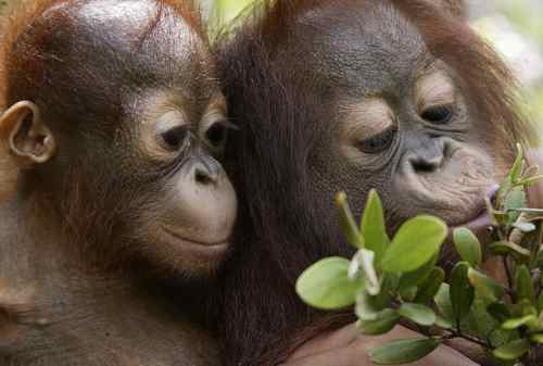 Save Orangutan!! Cara Mudah Donasi Online yang Bisa Kamu Lakukan 04