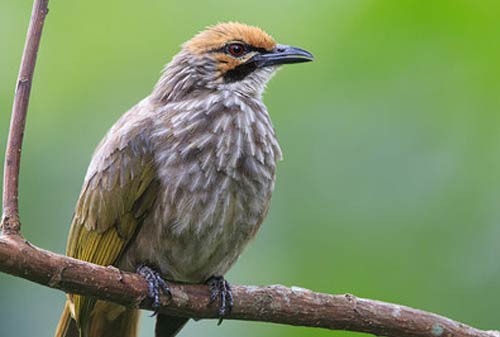 Burung Cucak Rowo - Finansialku