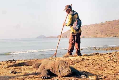 Berapa Harga Tiket Masuk Pulau Komodo Sekarang - Finansialku