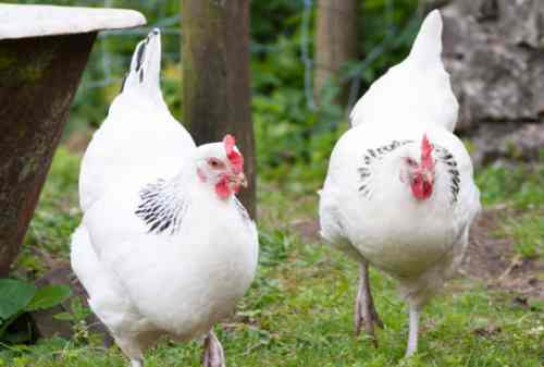 Bukan Ayam Bangkok, Ini Dia 10 Ayam Termahal Di Dunia (2)