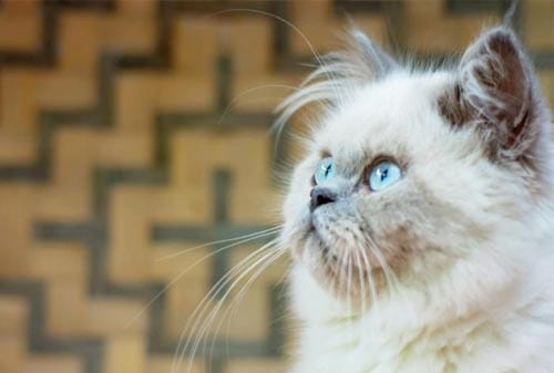 Harga Kucing Persia Betina Jantan Terbaik 2021 Mulai Rp200 Ribu