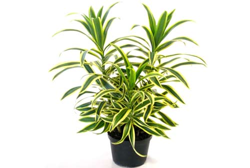 Dracaena - Finansialku