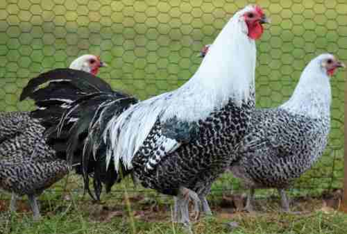 Bukan Ayam Bangkok, Ini Dia 10 Ayam Termahal Di Dunia (3)