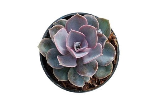 Sukulen Echeveria - Finansialku