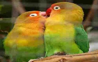 Burung Lovebird 5