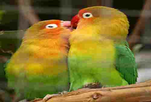 Burung Lovebird 5