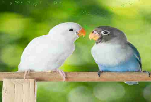 Burung Lovebird 3